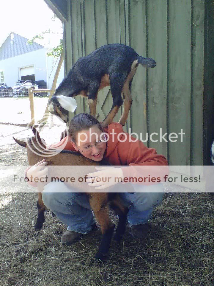 Newest Goat Toy.. (PIC) - Goats