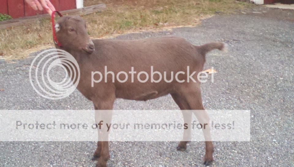 So Excited and I Just Can't Hide It! - Goats