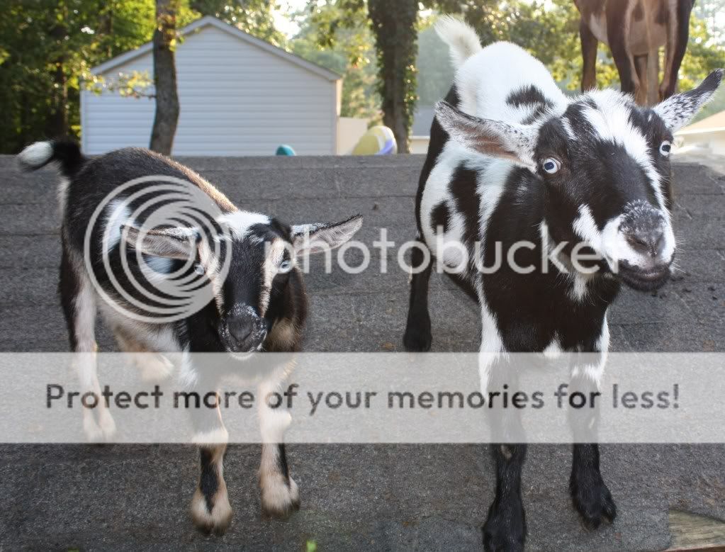 Here's my babies - Goats