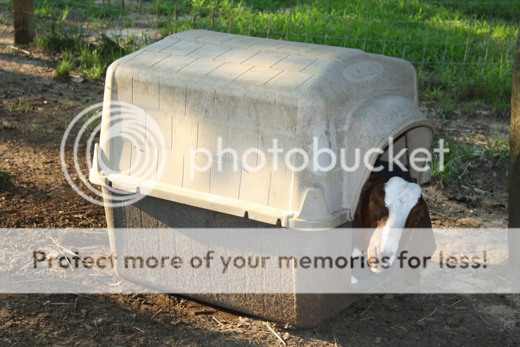 Here's my babies - Goats