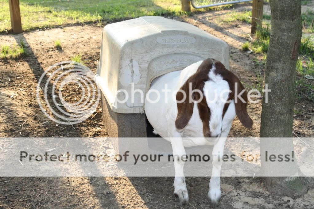 Here's my babies - Goats