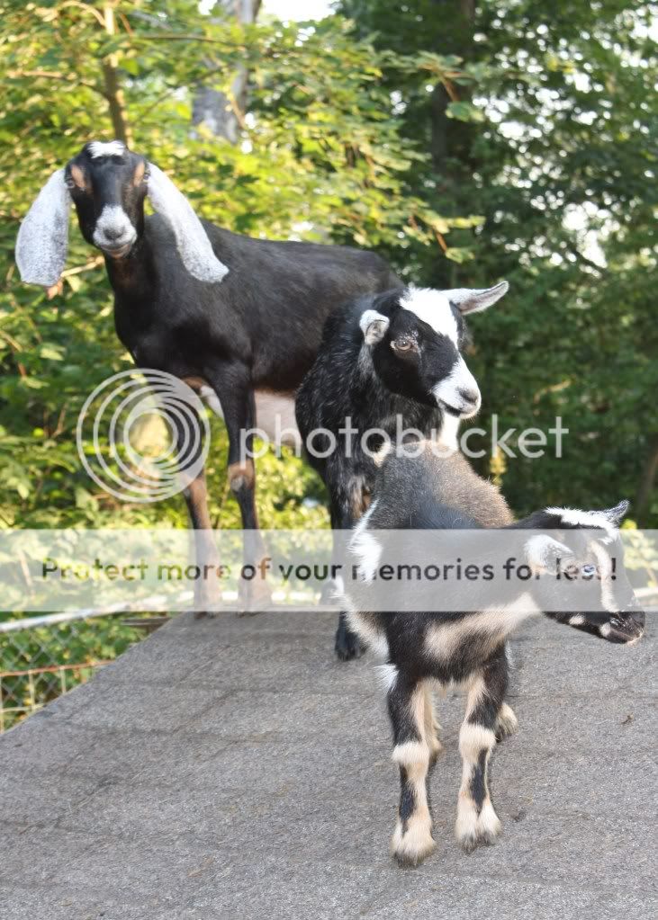 Here's my babies - Goats