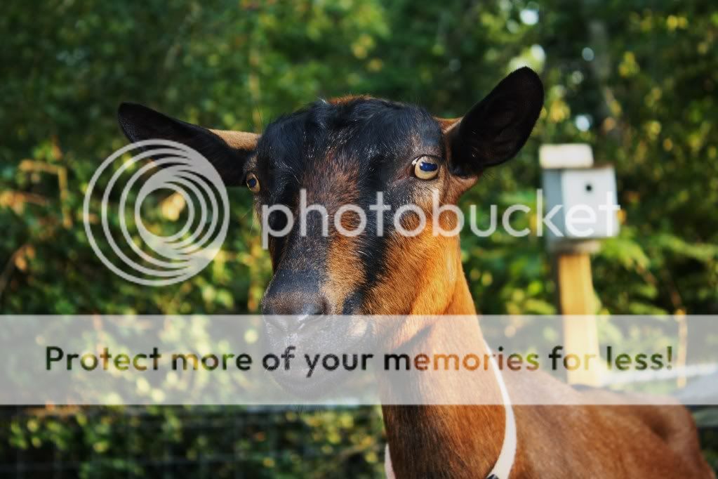 Here's my babies - Goats