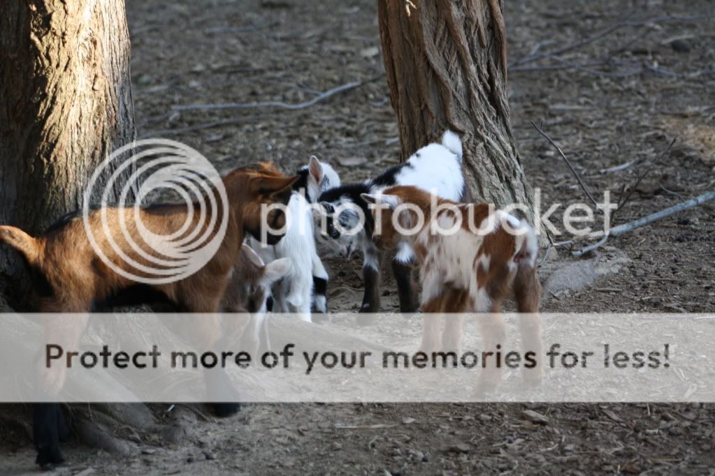 Kidding Done (HEAVY PIX) - Goats