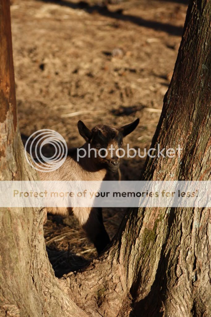 Kidding Done (HEAVY PIX) - Goats