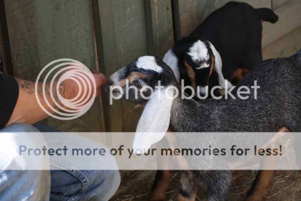 Kidding Done (HEAVY PIX) - Goats