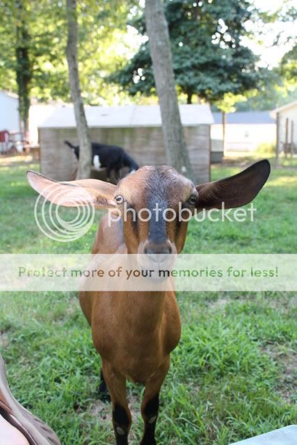 Sharing Photos - Goats