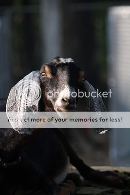 Photography Session - Goats