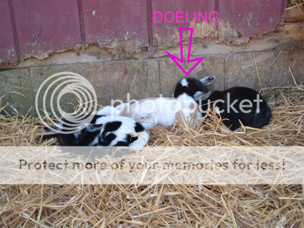 Two Down, Two to go!  (Pix) - Goats