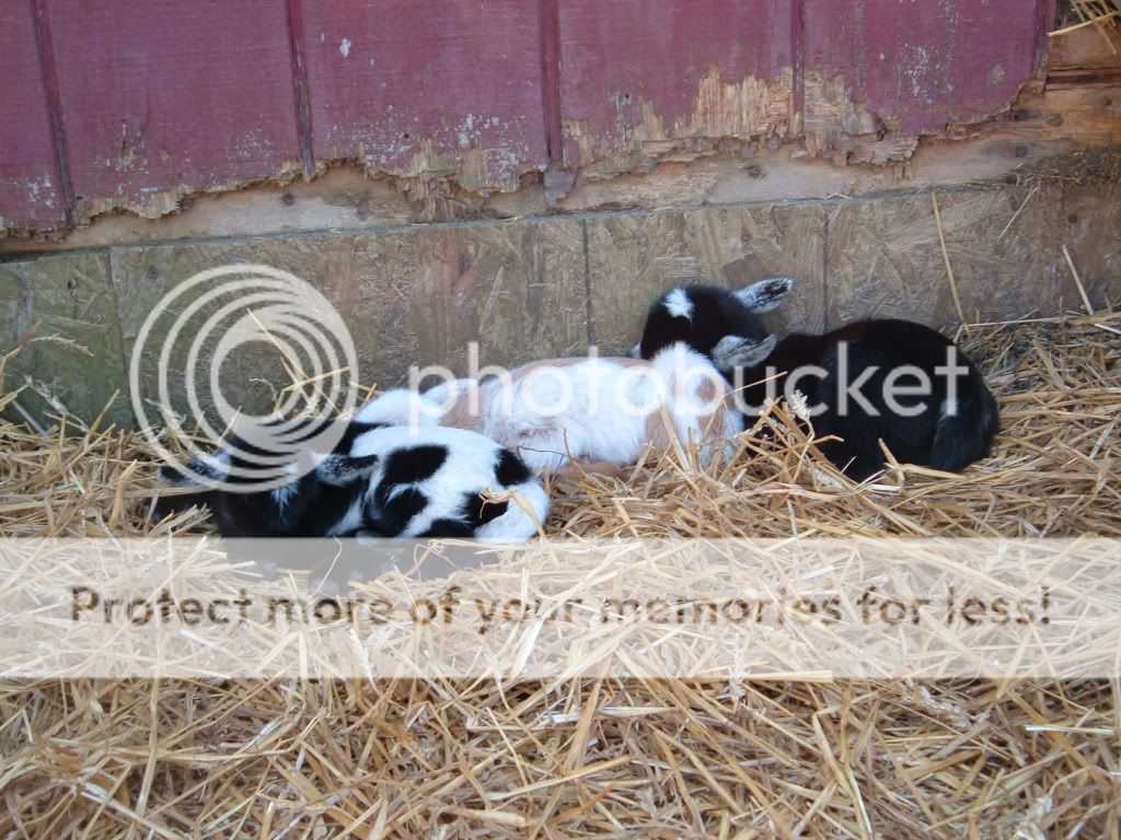 Two Down, Two to go!  (Pix) - Goats