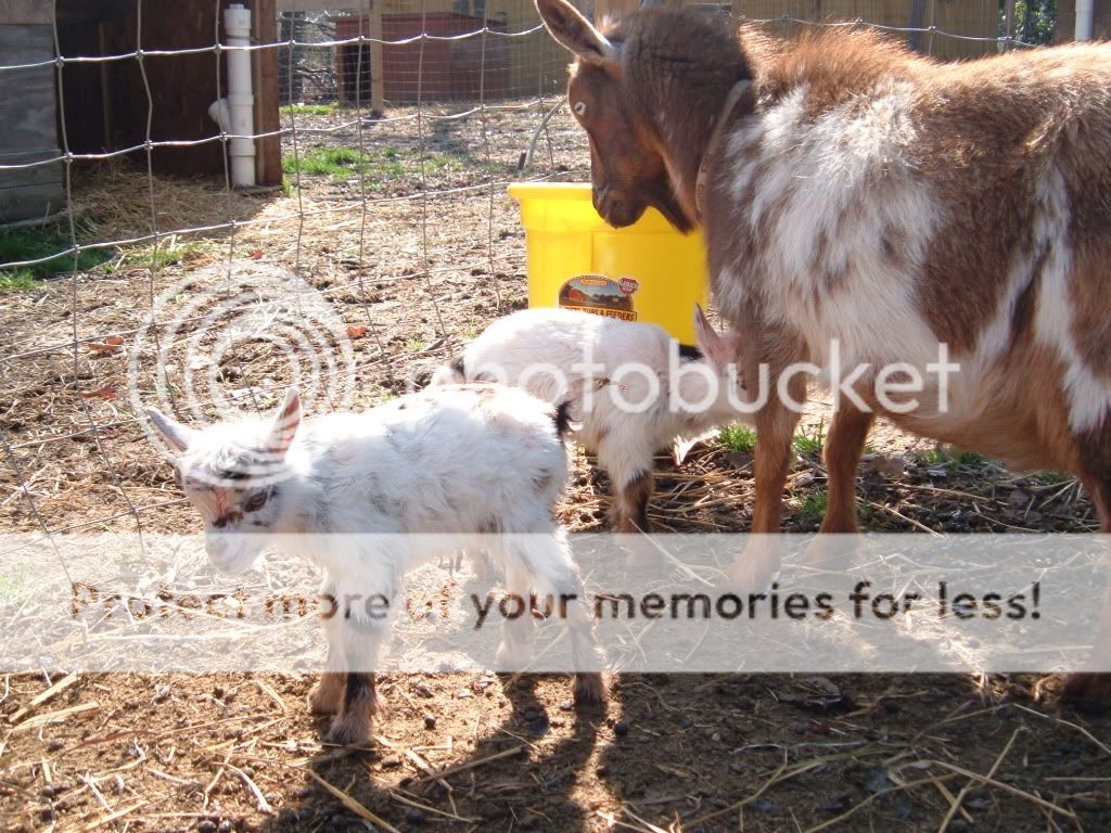 Two Down, Two to go!  (Pix) - Goats