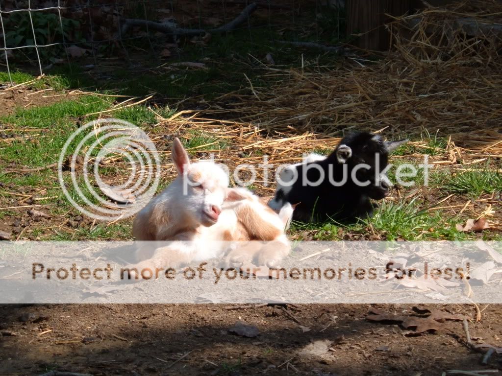 Two Down, Two to go!  (Pix) - Goats