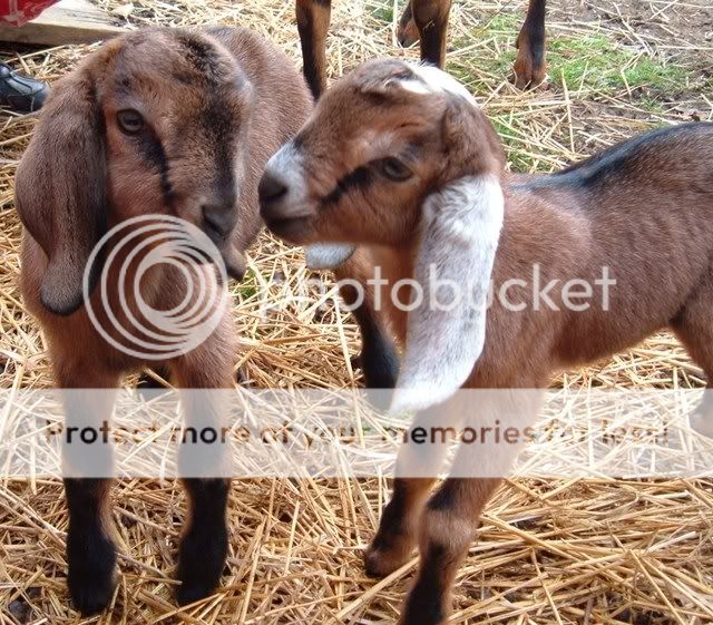 Cute Alert! - Goats
