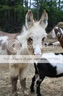 Our NEW ummm....  Goat?  (Pix) - Goats