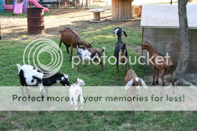 Sharing Photos - Goats