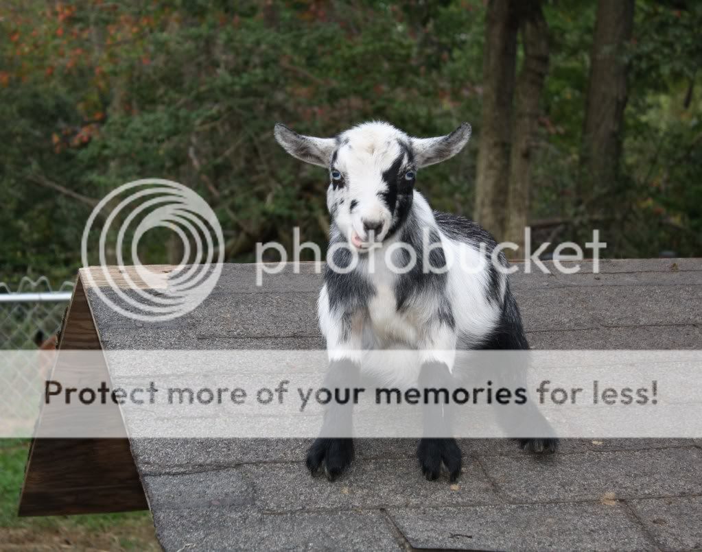Sharing a Picture - Goats