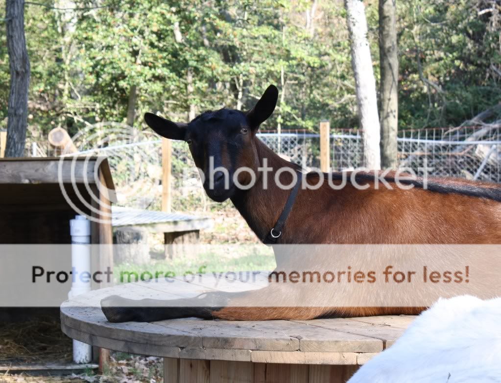 Christmas Spirit!! - Goats