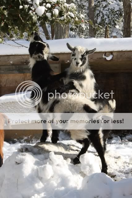 More Snow - Picture - Goats