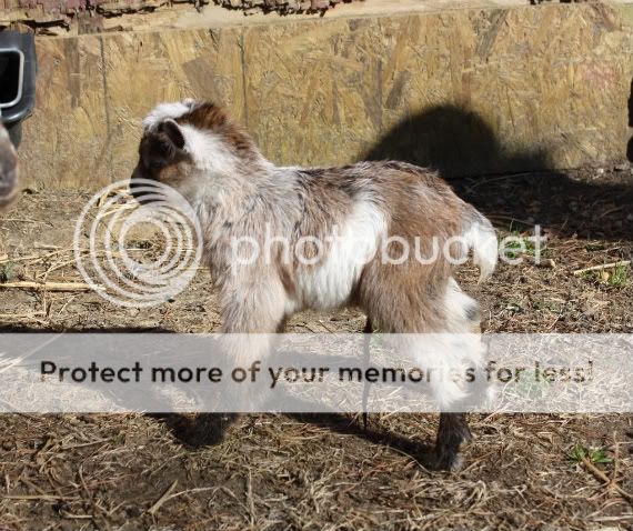 Day 146 - BABIES!! - Goats