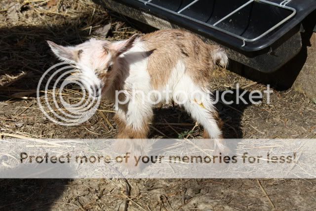 Day 146 - BABIES!! - Goats