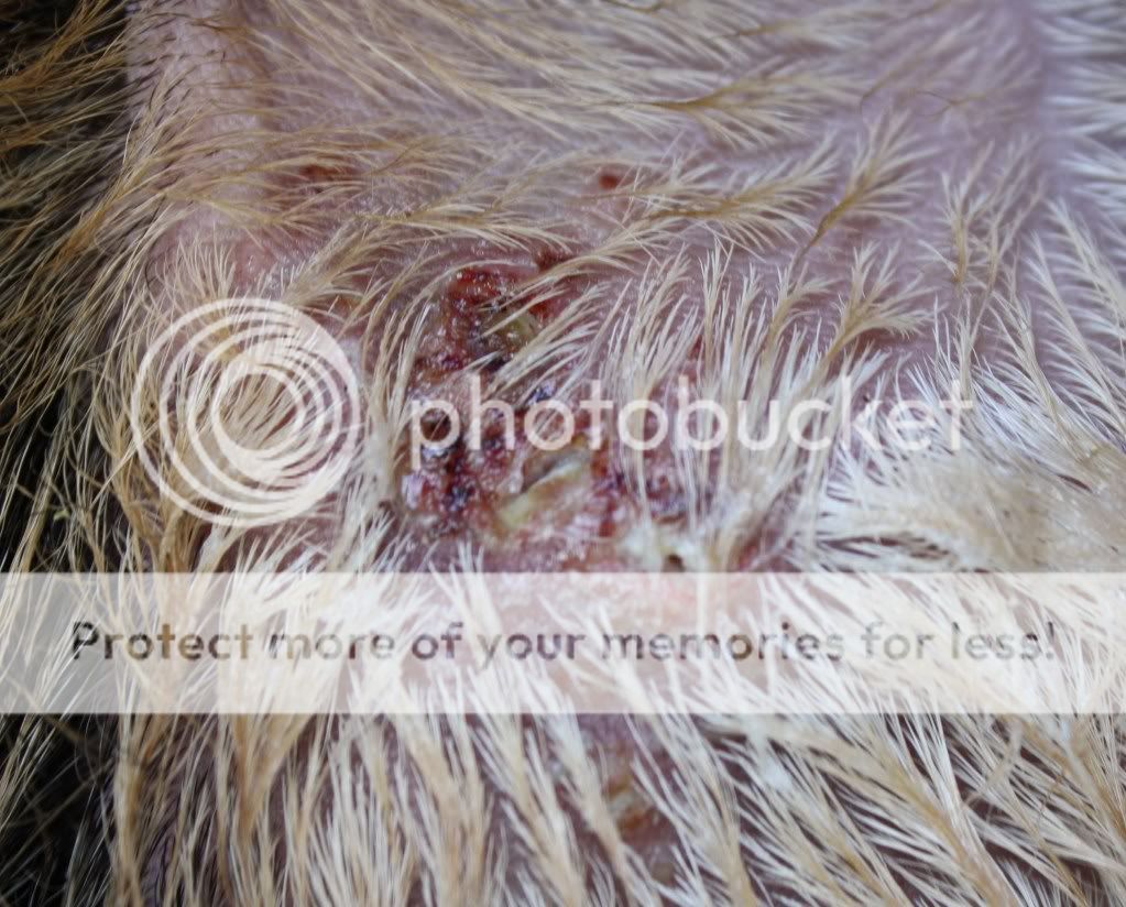 HELP!  I found a sore! - Goats