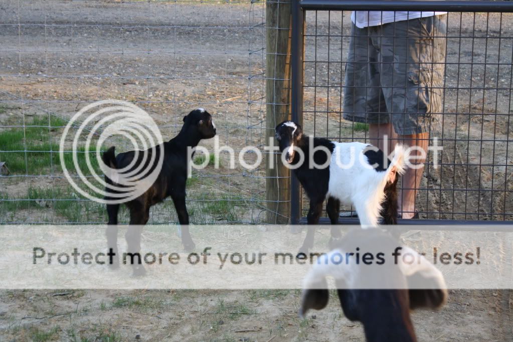 Got Ears?  NOPE! (Pix Heavy) - Goats