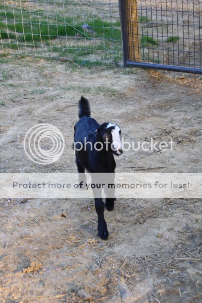 Got Ears?  NOPE! (Pix Heavy) - Goats