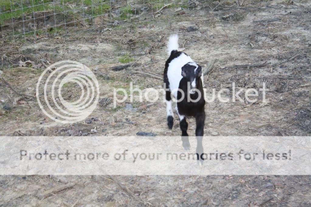Got Ears?  NOPE! (Pix Heavy) - Goats