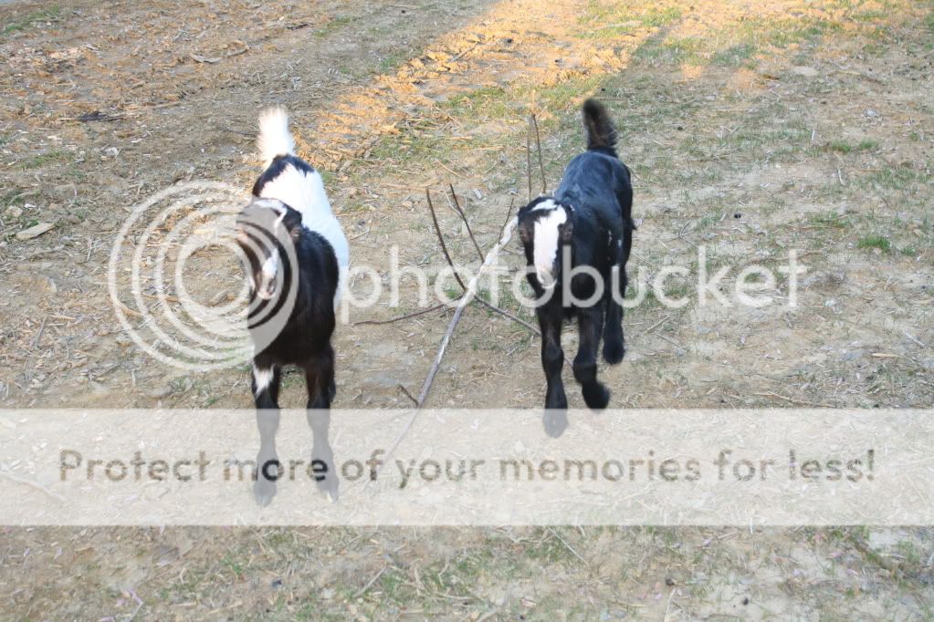 I can NOT believe I am posting this.. - Goats