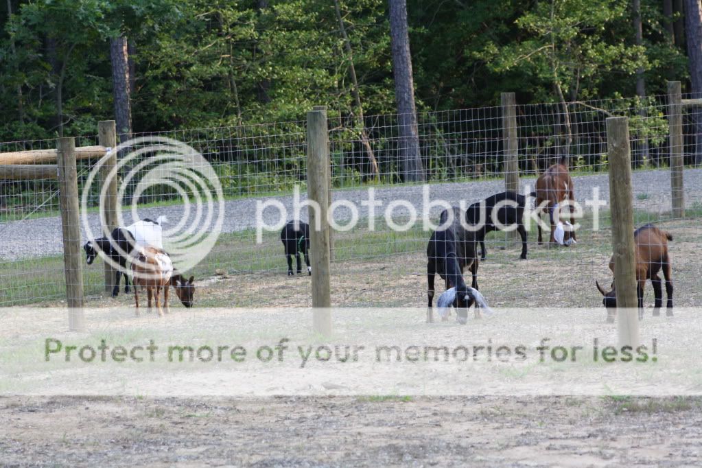 I know... pix or it didn't happen! - Goats