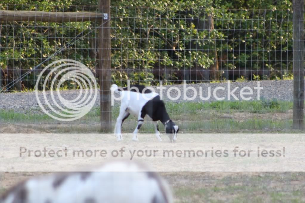 I know... pix or it didn't happen! - Goats