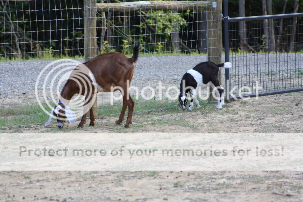 I know... pix or it didn't happen! - Goats