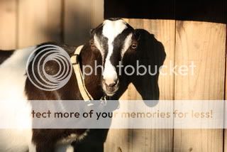 Photography Session - Goats