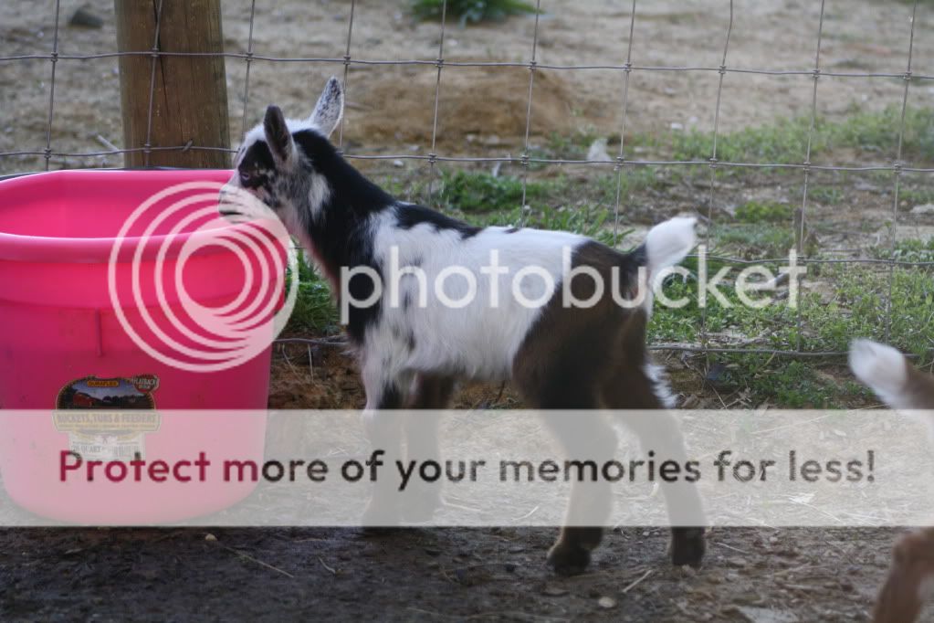 Kidding Done (HEAVY PIX) - Goats