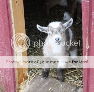 Petaddict -Do Not Open Until Tomorrow AM - Goats