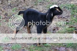 Petaddict -Do Not Open Until Tomorrow AM - Goats