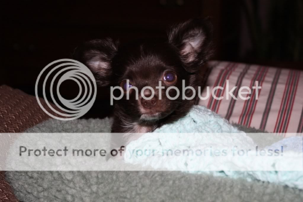 OK, Stop It!! - Goats