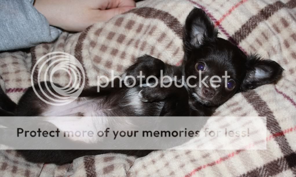 OK, Stop It!! - Goats