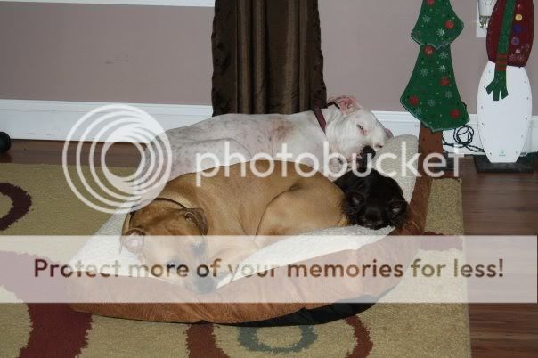 OK, Stop It!! - Goats