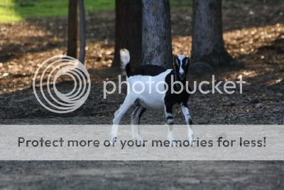 Photography Session - Goats