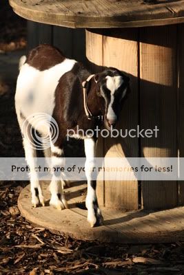 Help with Color Description - Goats