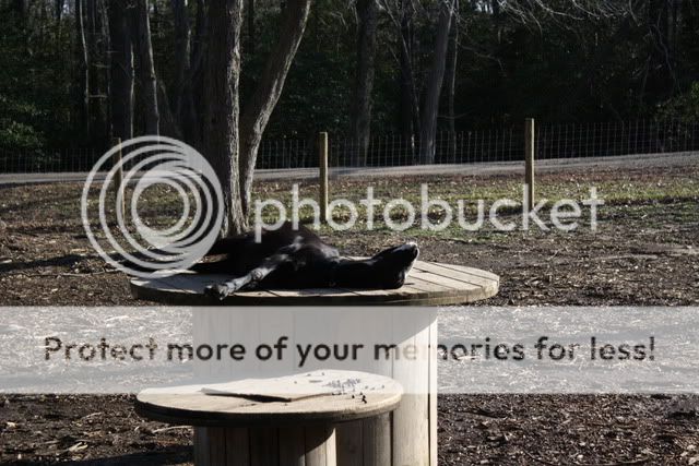 First Kid Born! (pix heavy) - Goats