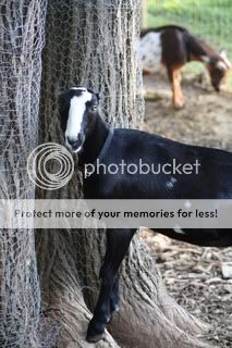 Photography Session - Goats