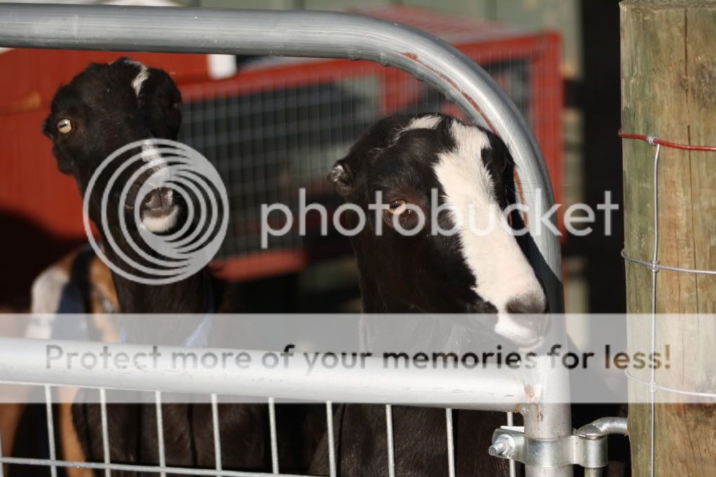 Kidding Done (HEAVY PIX) - Goats