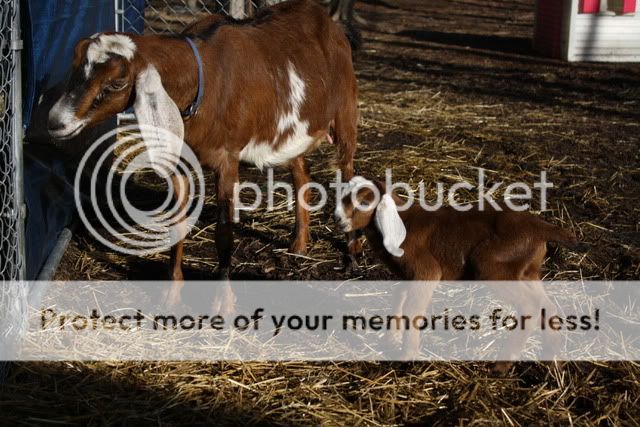 First Kid Born! (pix heavy) - Goats