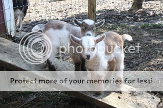 Petaddict -Do Not Open Until Tomorrow AM - Goats