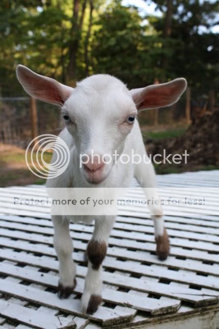 Sharing Photos - Goats