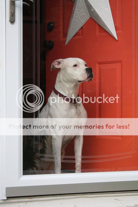 OK, Stop It!! - Goats