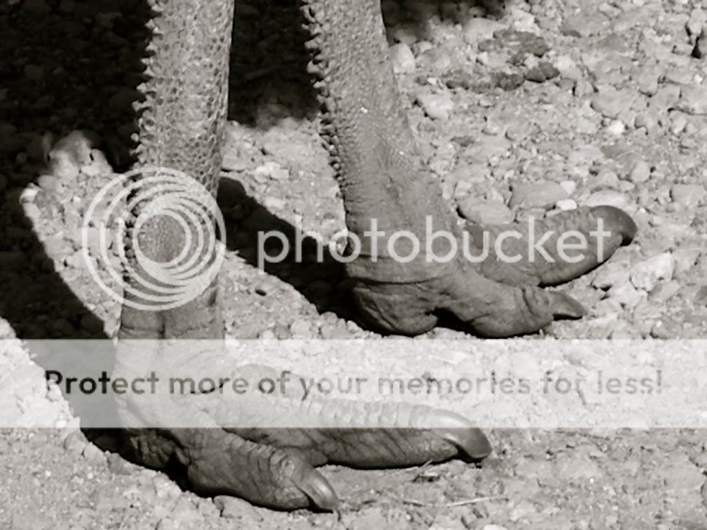 Bird Feet Pictures, Images & Photos | Photobucket