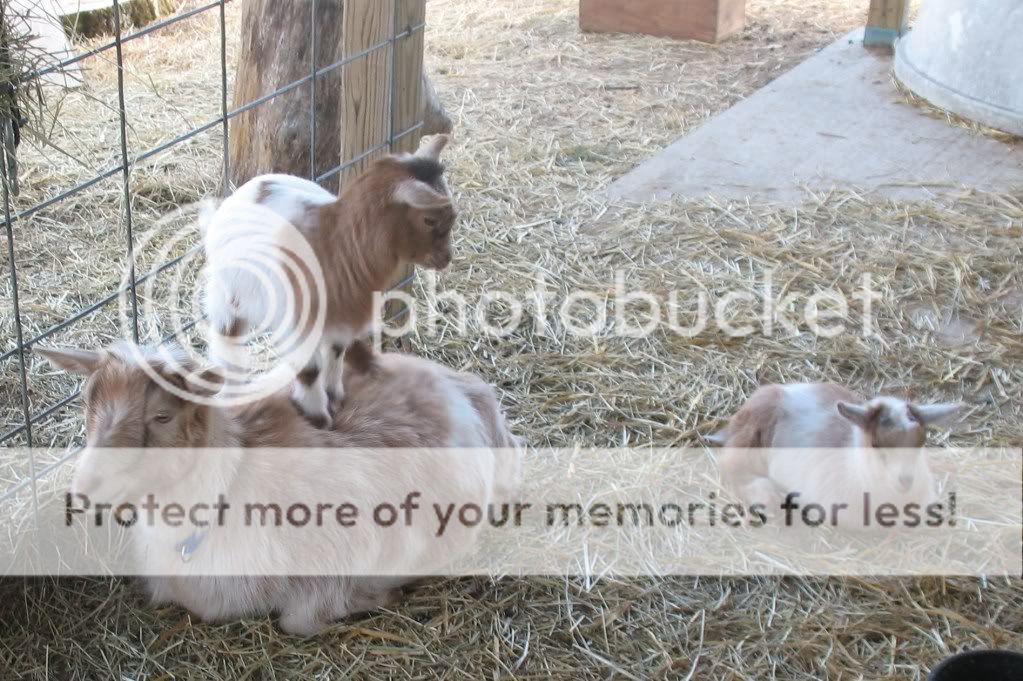 Maybe I figured out pictures! - Goats